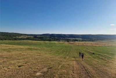 RECO teren extravilan Betfia - 8