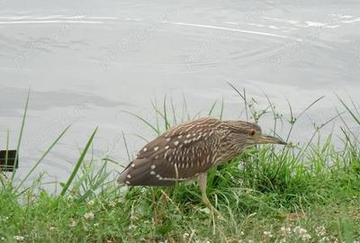 Teren în Periș - 3