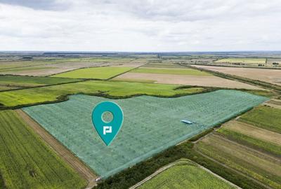 Livada BIO de nuci de vanzare langa Cermei - 1