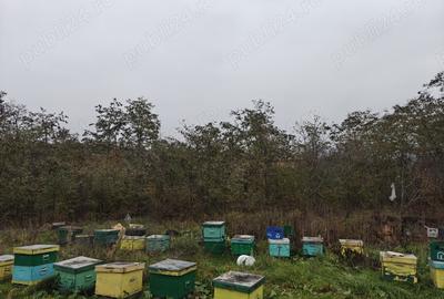 Casa batraneasca si teren - 3
