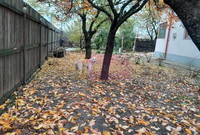 Casă individuală cu 7 camere cu Teren 1500 Mp în Islaz - 50