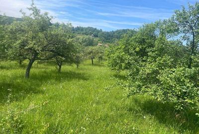 Teren de 6000 mp, în Urluiești - 1