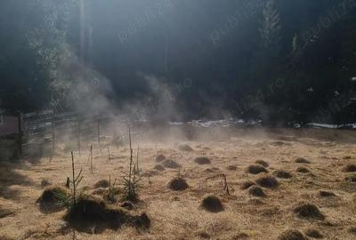 Teren de 40000 mp, în Poiana Horea - 2