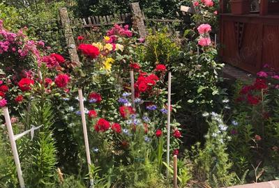 Casă cu Teren 2750 Mp în Vulpeni - 5