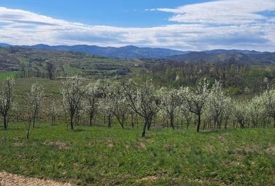 Teren Construcții extravilan de 26000 mp, în Valea Sicheviței - 3