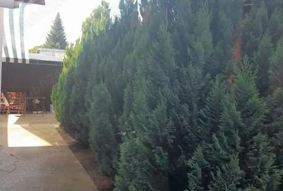 Casa 4 camere - 2