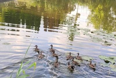 Vila 3 Camere Lacul Snagov - 3