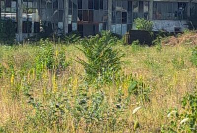 Hala 3360 mp Strada Garii (fosta SIRCUC Timisoara) - 5