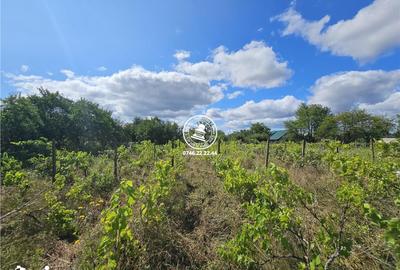 Teren de 6650 mp, în Aroneanu - 2