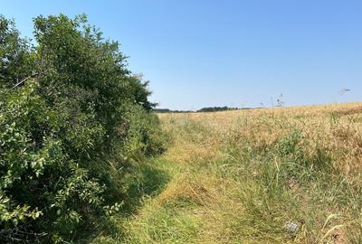 Ciolpani -Ilfov - teren 4000 mp - 1