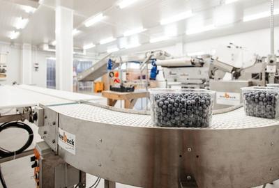 Plantatie de afine la cele mai inalte standarde, de vanzare! - 11