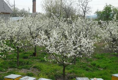 Teren de 18212 mp, în Turnu Măgurele - 1