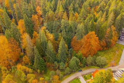 Comision 0 | Teren intravilan de vanzare - Predeal, Brasov 908 mp - 7