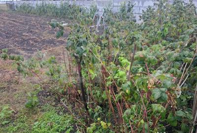 Casă cu 3 camere cu Canalizare în Hălchiu - 4