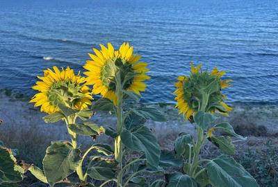 Teren deosebit cu mare potențial, la malul Mării Negre - 1