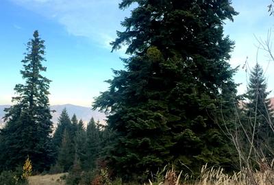 Vanzare 5,3 ha pasune deasupra Voronetului Suceava - Proiect Turistic - 22