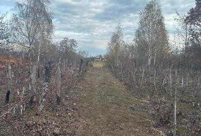 Super Ofertă! Teren Intravilan+Extravilan Gorj - 3