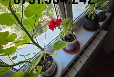 Apartament cu 3 camere în Babadag - 7