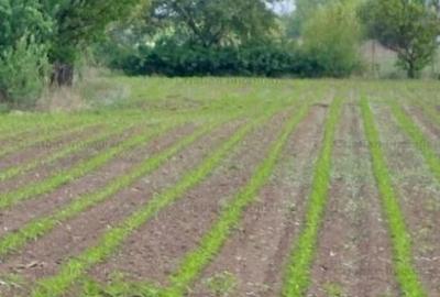 La Soseaua Principala (Braila-Buzau) Teren 2500 mp deschider - 2