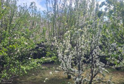 Casă cu 4 camere cu Teren 1000 Mp în Perișoru - 3