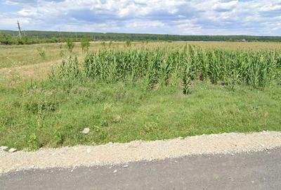 Teren de 3200 mp, în Dragomirești - 4