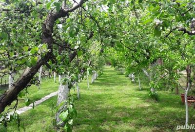 Casă cu 5 camere cu Teren 1124 Mp în Recaș - 13