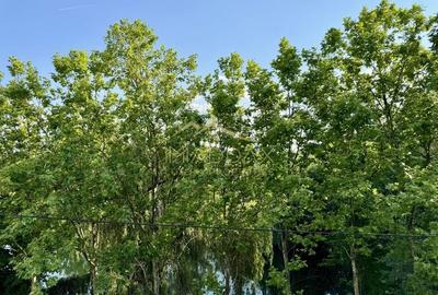 Vila cu 5 camere  *366mp* / Curte privată *315mp* / Pipera - Lake View - 50