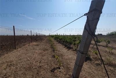 Teren intravilan agricol si teren curti constructii Lot 2 Parcela A326/49 Teren intravilan agricol si teren curti constructii Lot 2 Parcela A326/49 - 7