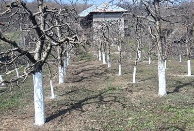 Casă cu 3 camere cu Teren 2800 Mp în Central - 7