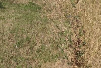 Teren Construcții intravilan de 10000 mp, în Calea Romanului - 6