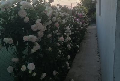 Islaz, Branesti, casa vanzare - 2
