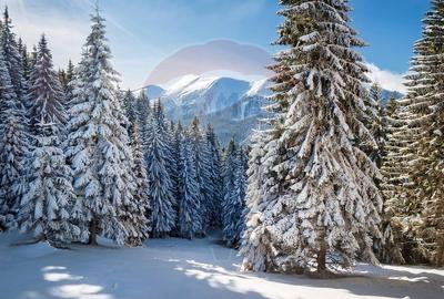 Studio premium -Poiana Ski Chalet,investitie smart in inima statiunii - 16