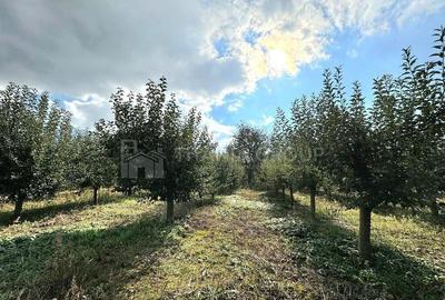 Livada+gradina, teren intravilan 2902mp, Damienesti-Bacau... - 3