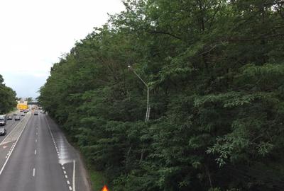 Teren DN1 - Padurea Petresti - 2