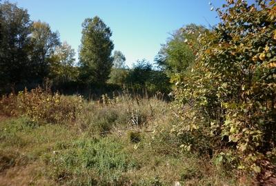 Teren in Ungureni - 5