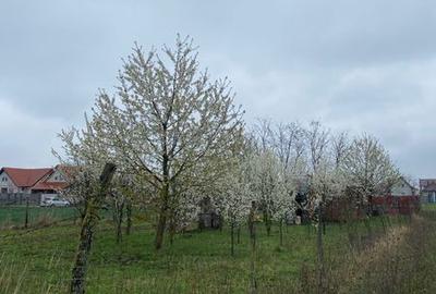 Teren de 5000 mp, în Lazuri - 4