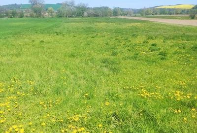 Teren de 10000 mp, în Berești - 2