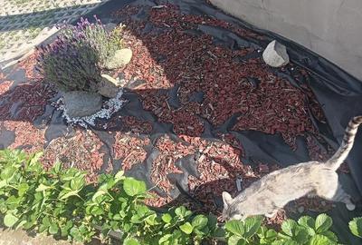 Casă cu 3 camere cu Teren 500 Mp în Prundu - 9