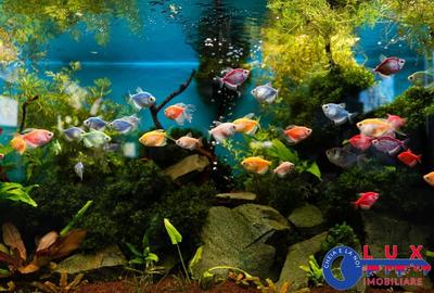 ID 6662 EXCLUSIVITATE LUX IMOBILIARE - VILA DE LUX - 8