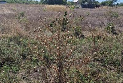 Teren 1491 mp in zona rezidentiala din Ciorogarla Teren 1491 mp in zona rezidentiala din Ciorogarla - 12