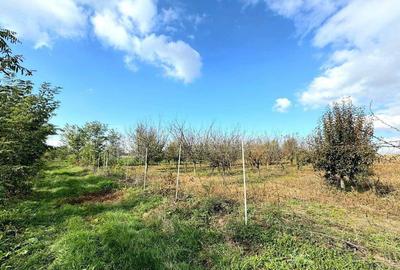 Livada+gradina, teren intravilan 2902mp, Damienesti-Bacau... - 16