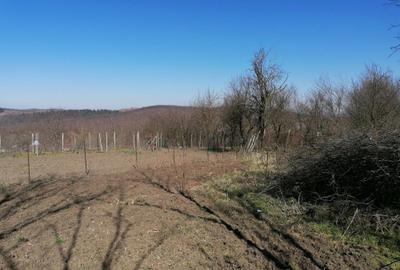 Teren de 1300 mp, în Exterior Vest - 6