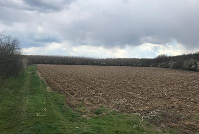 Teren 7500 m² de vanzare in Ciolpani - 3