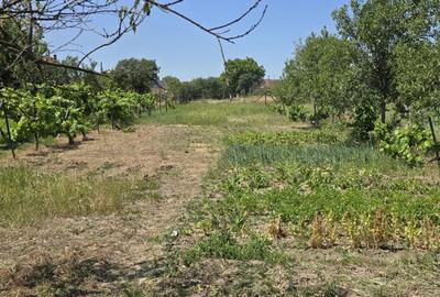 Casa batraneasca de vanzare Paulis - 4