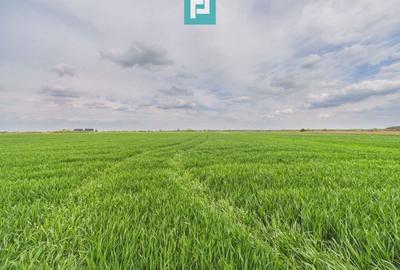 Teren agricol extravilan de 19900 mp, în Giroc - 2