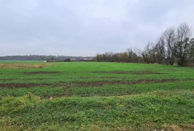 Teren de 3000 mp, în Brănești - 6