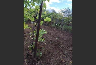 Casa Baicoi 120mp. Valea Stelii - 10