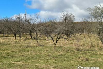 Teren Dambu Rotund 4750 mp, intravilan, UTR TDA_L, posibilitate investitie - 3