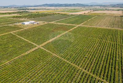 Teren de 27720 mp, în Vest - 14