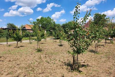 Casă cu 4 camere în Curtici - 3